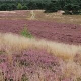 Itterbecker Heide